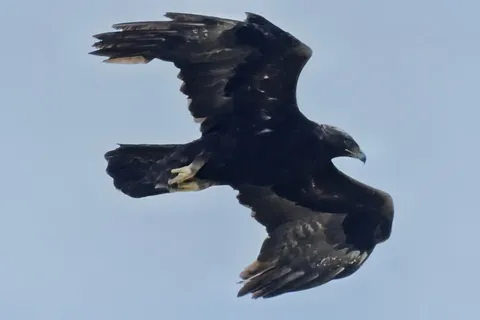 力強く空を行くワシ