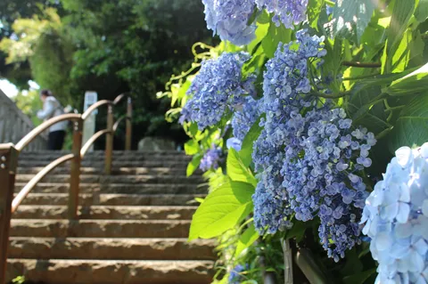 青い紫陽花と石段の小道