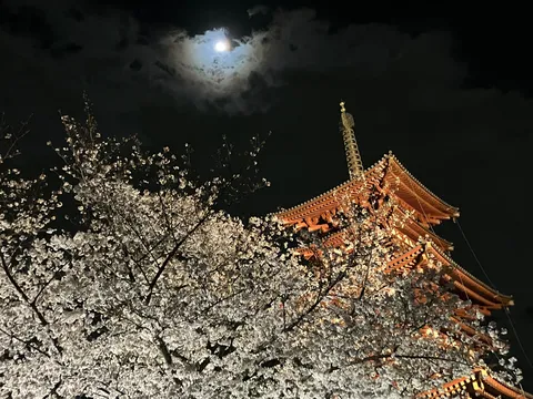 夜桜と月明かりの五重塔