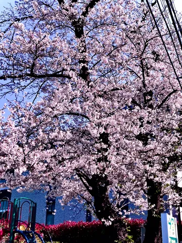 春満開！桜と空のコントラスト