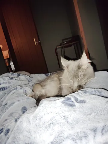 布団の上でひと眠り