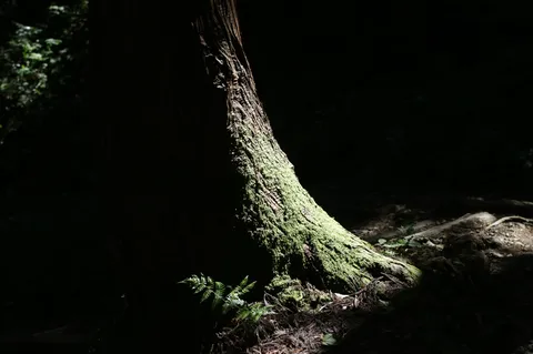 苔と光が紡ぐ森の軌跡