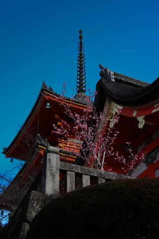 満開の桜と古刹のコントラスト