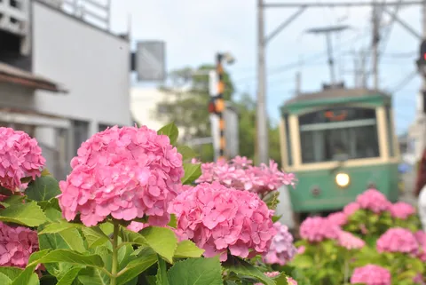 紫陽花越しの街電車