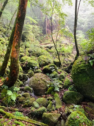 苔むす森の静寂