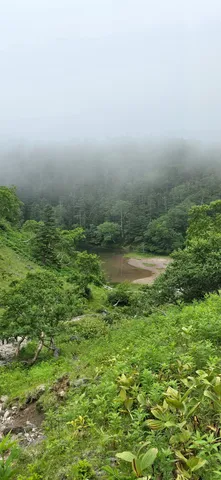 霧深き森の静寂