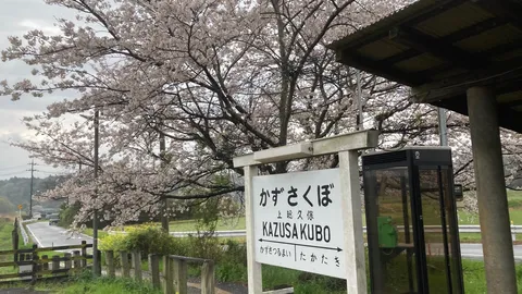 上総久保駅の桜