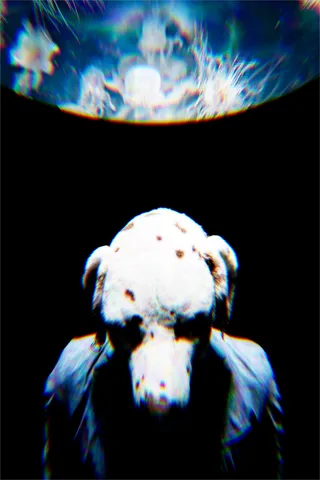ワンコの視点？奇妙な宇宙