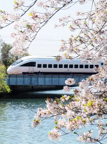 桜舞う川辺を走る列車