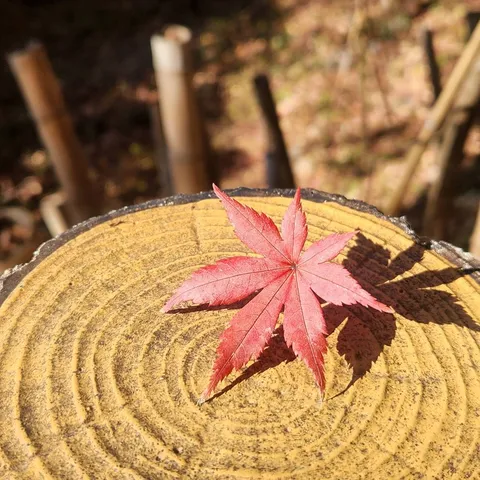 光と影の紅葉