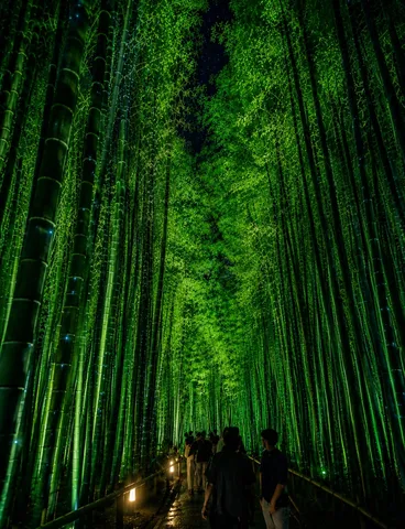 緑の回廊、夜の探検隊