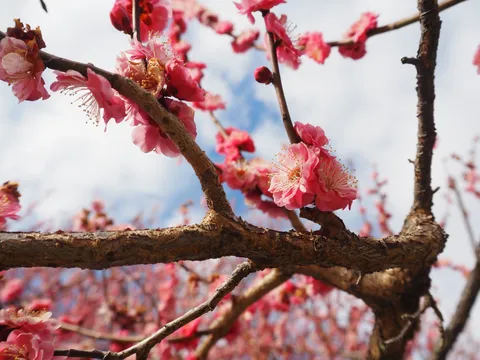 花と枝の春の息吹