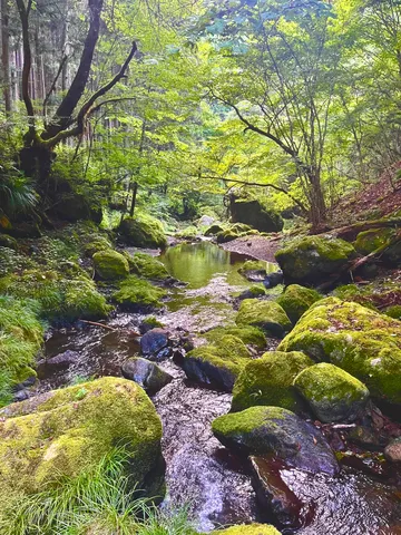 苔むす岩と清流の森