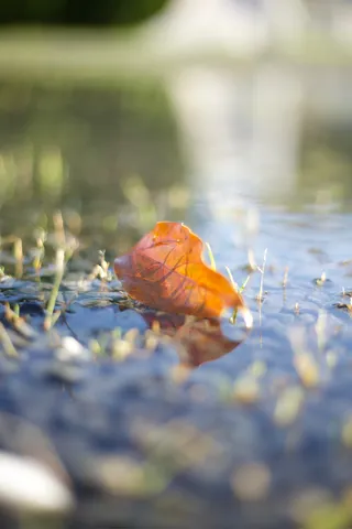 水面に漂う一枚の葉