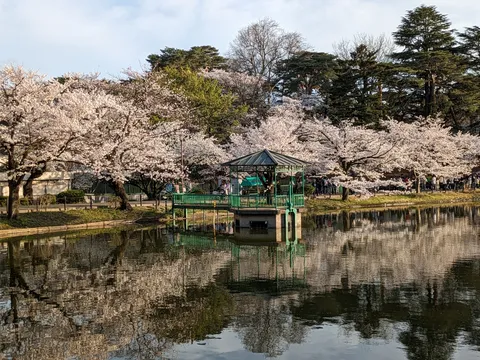 桜と湖、和の趣