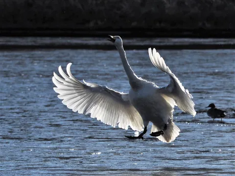 翼を広げる白鳥の舞