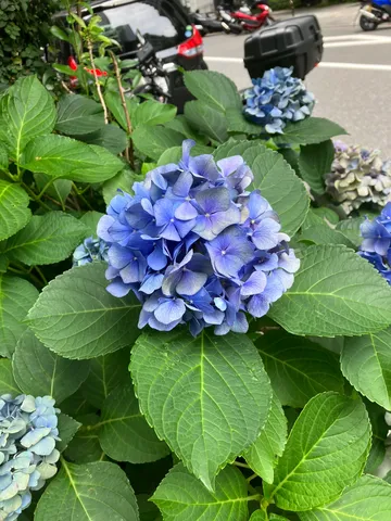 青い紫陽花、雨上がり