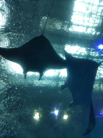 水族館の影法師