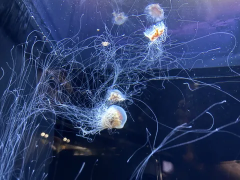 海の糸が踊る青い夜
