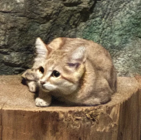 丸太でくつろぐ砂漠の猫