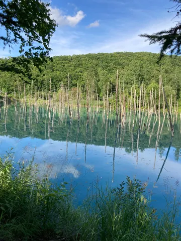 静寂に佇む、水鏡の森