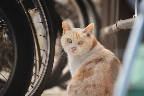 自転車と猫の日常