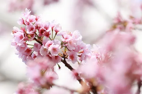 春を重ねる花枝