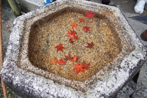 秋風の石鉢に落葉