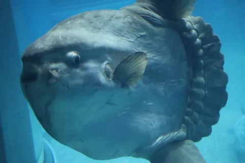 水族館の主役！マンボウの迫力