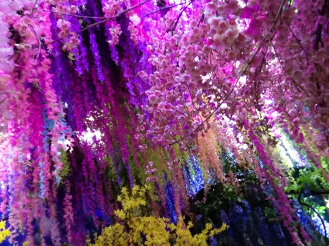 紫とピンクの幻想的な花々の滝