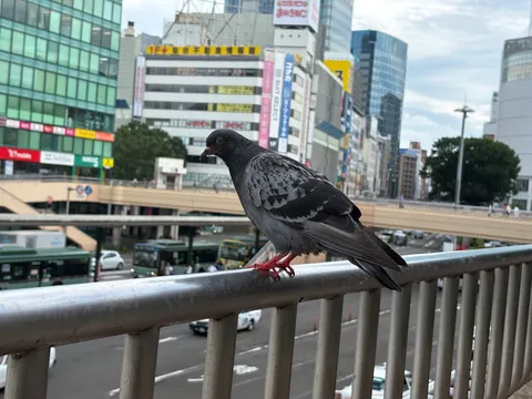 都会の片隅、一羽の静寂