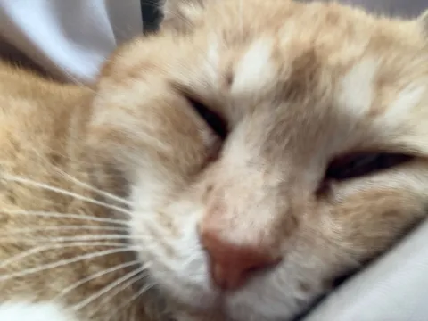 うとうとする猫の寝顔