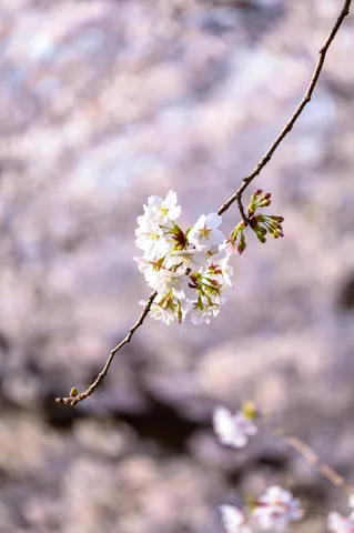 春の訪れ、淡く揺れる桜