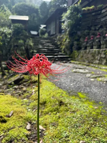 赤い彼岸花の静かな道