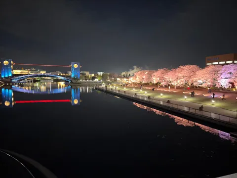 夜桜と都会の光の共演
