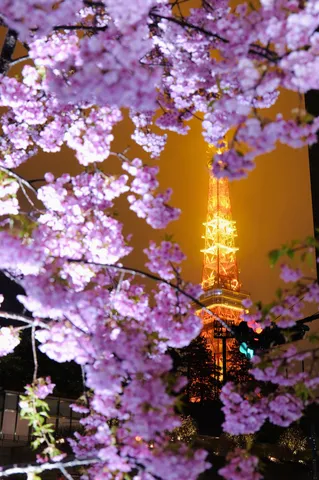 夜桜と橙色の煌めき