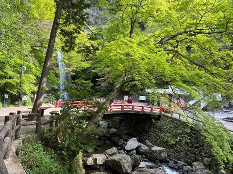 新緑に映える赤い橋と滝