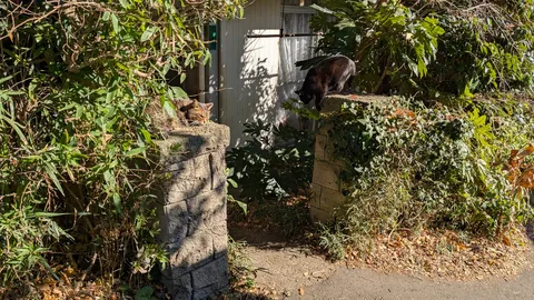 緑の茂みと石垣、気ままな猫たち