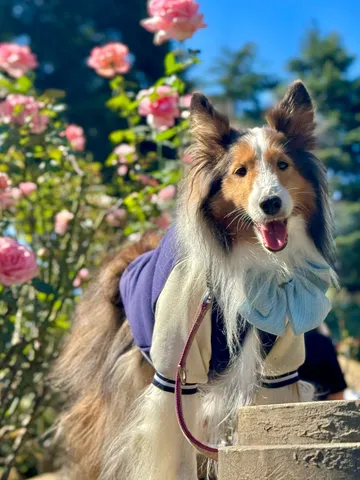 薔薇と笑顔の犬