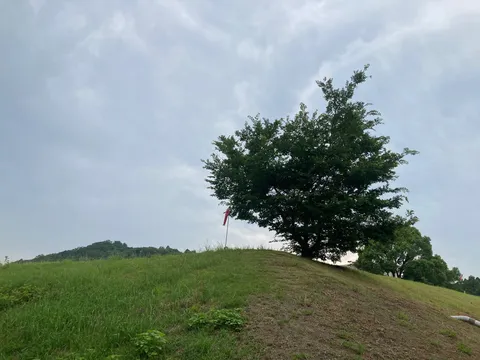 丘を彩る一本の木と空