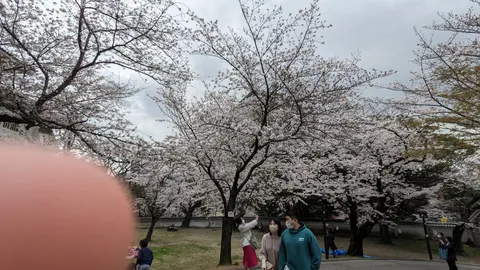 満開の桜、ふと立ち止まる時