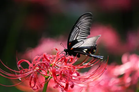 花と蝶の静かな瞬間