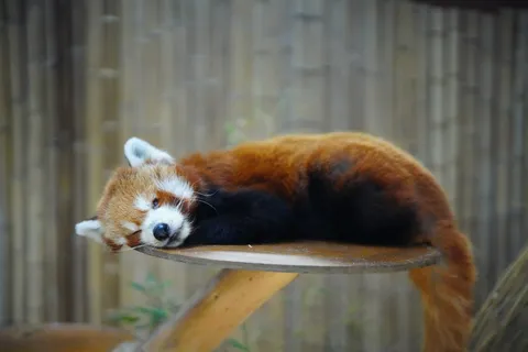 木の台で眠る赤茶の夢