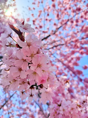 桜色の空、春のきらめき