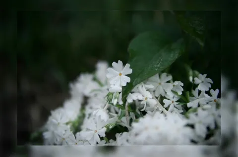 瑞々しい白い花たち