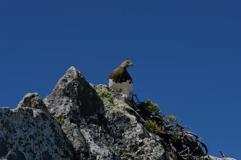 岩頂に佇む小さな旅人