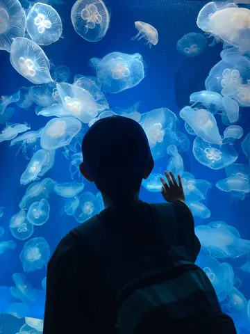 水中の幻想に魅せられて