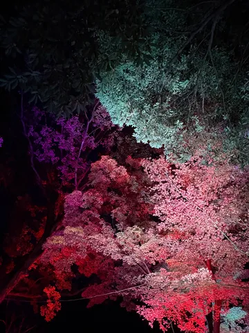 夜空に咲く光の花