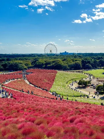 圧巻のコキア畑と青い空