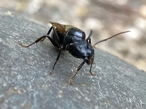 岩に佇む黒い羽アリ
